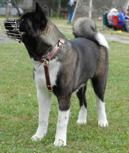 mastiff pitbull mix. mastiff pitbull mix. mastiff pitbull mix.