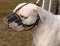 American Bulldog Wire Muzzle-Cage Basket Dog Muzzle