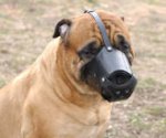 Leather Safety Dog Muzzle,No Bite,No Bark for Bullmastiff