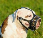 Royal Pyramids studded Leather Dog Muzzle for American Bulldog