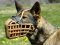 Malinois Leather basket dog muzzle - dog training muzzle