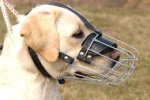 Labrador Retriever Wire Muzzle-Cage Basket Dog Muzzle