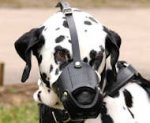 Leather Safety Dog Muzzle,No Bite,No Bark for Dalmatian