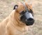 Leather Safety Dog Muzzle,No Bite,No Bark for Bullmastiff