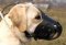 Leather Safety Dog Muzzle,No Bite,No Bark for Labrador Retriever