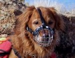 Golden Retriever dog Wire Muzzle-Cage Basket Dog Muzzle
