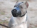 Leather Safety Dog Muzzle,No Bite,No Bark for PitBull