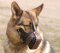 Agitation Muzzle,Police Leather Dog Muzzle For German Shepherd