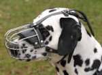 Dalmatian Wire Muzzle-Cage Basket Dog Muzzle
