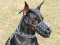 Basket Leather Dog Muzzle,No Bark Muzzle for Doberman