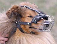 Best muzzle for border hot sale collie