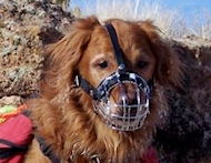Golden Retriever dog Wire Muzzle-Cage Basket Dog Muzzle