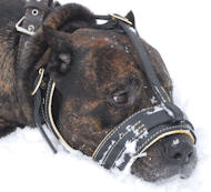 Comfortable Nappa Leather Dog Muzzle