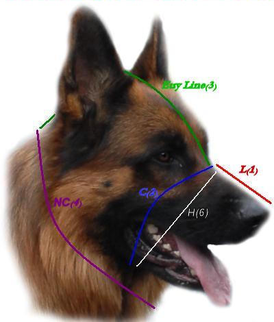 How to Measure for a Dog Muzzle  