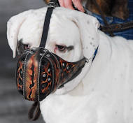 Muzzle for American Bulldog and English Bulldog – CollarDirect