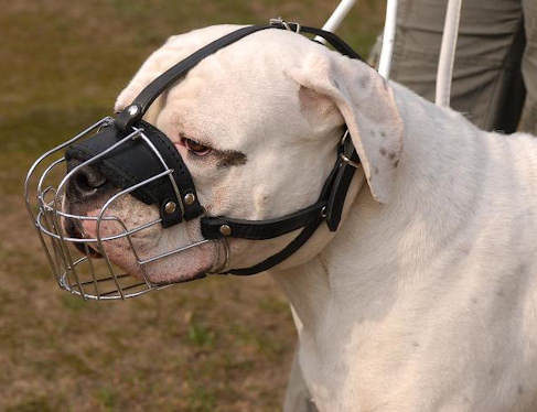 Basket Wire Dog Muzzle Light For American     Bulldog - R2 - Click Image to Close