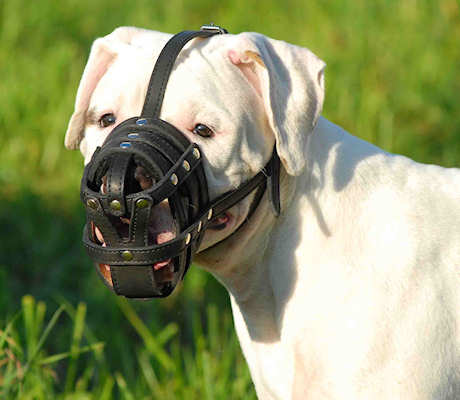 leather dog muzzle for American bulldog
