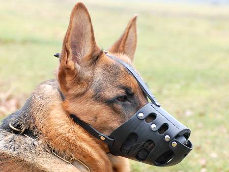 german shepherd with muzzle