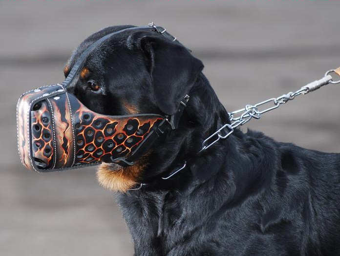 painted muzzle