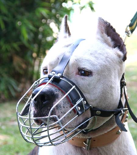 Terrier muzzle sales