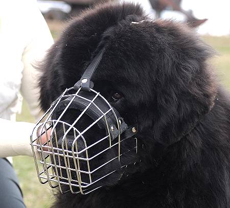 Newfoundland Wire Muzzle-Cage Basket Dog Muzzle