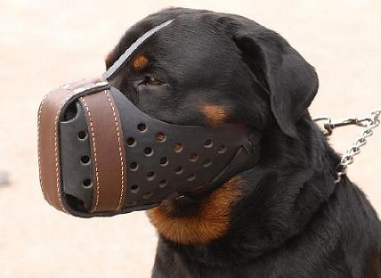 Leather dog muzzle "Dondi" style For Rottweiler M55