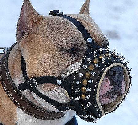 muzzle for american staffordshire terrier