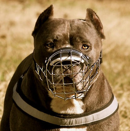 wire-dog-muzzle-for-pitbull