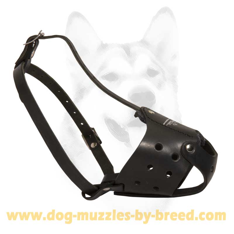 Bullmastiff muzzle online