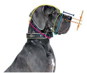 How to measure your dog for good fit muzzle