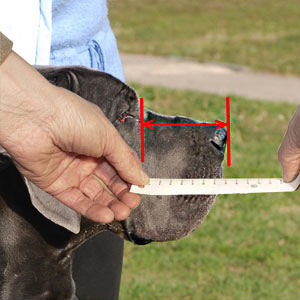 How to measure your dog for best fit Muzzle