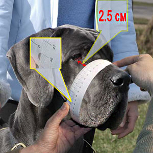 Measure your dog carefully