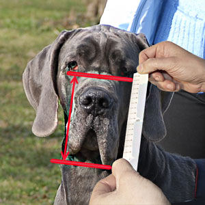 How to measure your dog