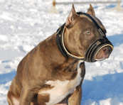Royal Nappa Leather Dog Muzzle
